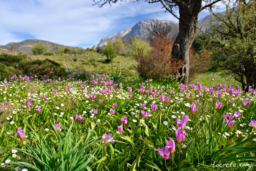 Критские тюльпаны на плато Омалос