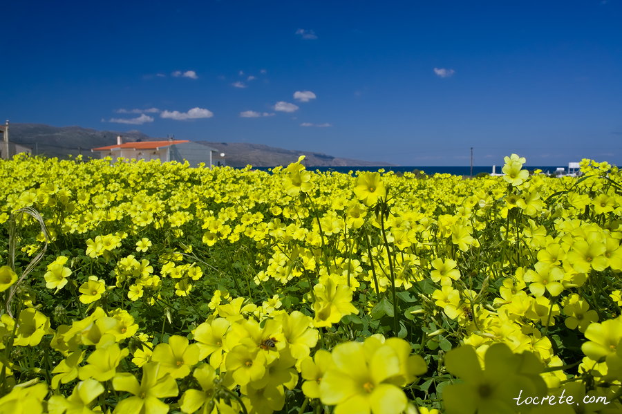 Весна на Крите. Поле цветущих кислиц в посёлке Тавронитис