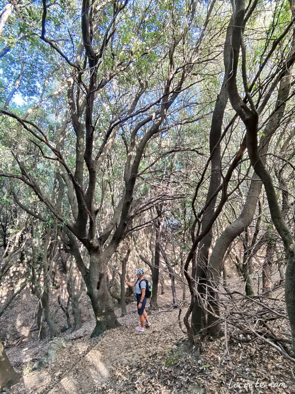 Дубовый лес Азилакас