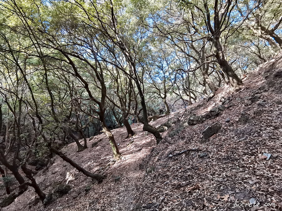 Лес Азилакас, в котором преобладает каменный дуб