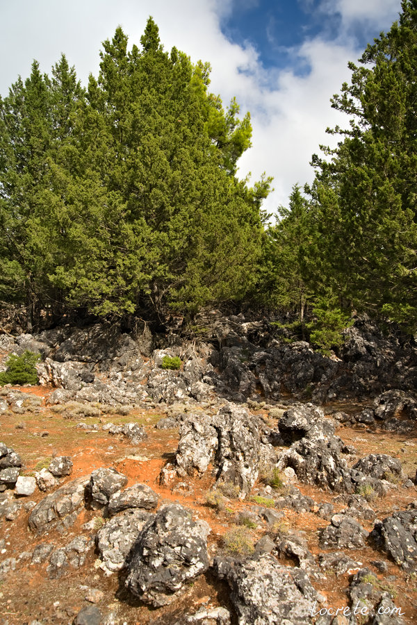Лес Какос Порос на юге Крита в области Сфакья Лес Какос Порос на юге Крита в области Сфакья