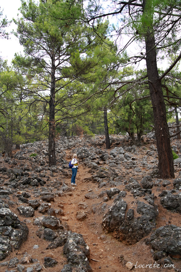 Путь к балкону Айос Яннис в лесу Какос Порос - постоянный спуск под гору Путь к балкону Айос Яннис в лесу Какос Порос - постоянный спуск под гору