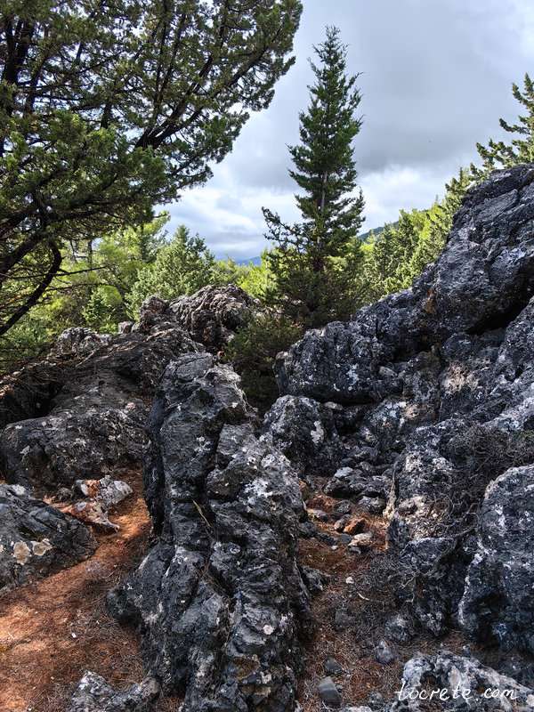 Критский лес Какос Порос в области Сфакия (Сфакья) Критский лес Какос Порос в области Сфакия (Сфакья)