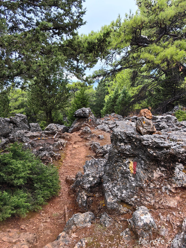 Тропа к балкону Крита (Агиос Яннис) через впечатляющий лес Какос Порос Тропа к балкону Крита (Агиос Яннис) через впечатляющий лес Какос Порос