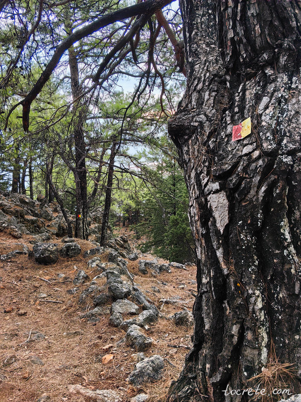 Лес Какос Порос с вековыми деревьями в районе Сфакья (южный Крит) Лес Какос Порос с вековыми деревьями в районе Сфакья (южный Крит)
