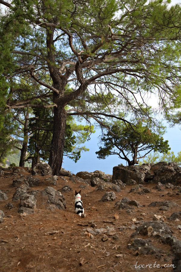 Балкон Святого Янниса (Агиос Яннис) в лесу Какос Порос (Сфакья) Балкон Святого Янниса (Агиос Яннис) в лесу Какос Порос (Сфакья)