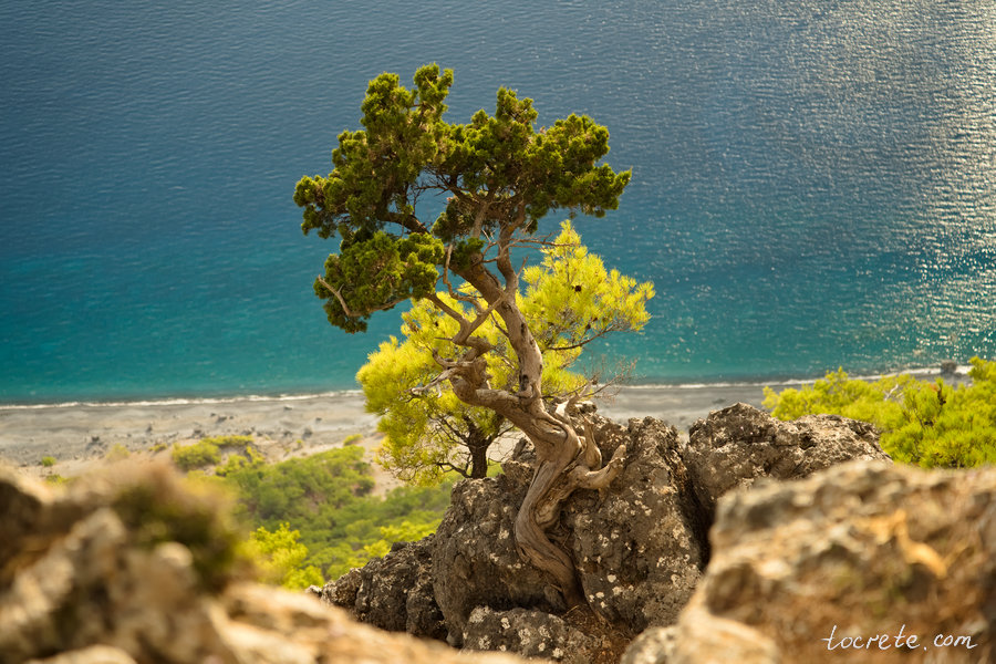 Яркие сосны прикрепились к камням на крутом склоне в лесу Какос Порос Яркие сосны прикрепились к камням на крутом склоне в лесу Какос Порос