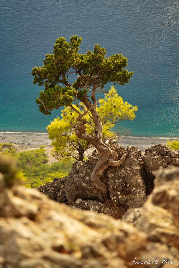 Сосны, растущие прямо на склоне горы над пляжем Святого Павла Сосны, растущие прямо на склоне горы над пляжем Святого Павла