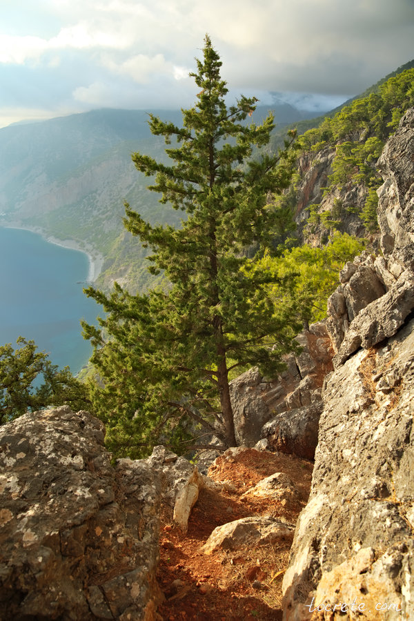 Нетронутый критский лес Какос Порос на балконе Агиос Яннис (Святой Иоаннис) Нетронутый критский лес Какос Порос на балконе Агиос Яннис (Святой Иоаннис)