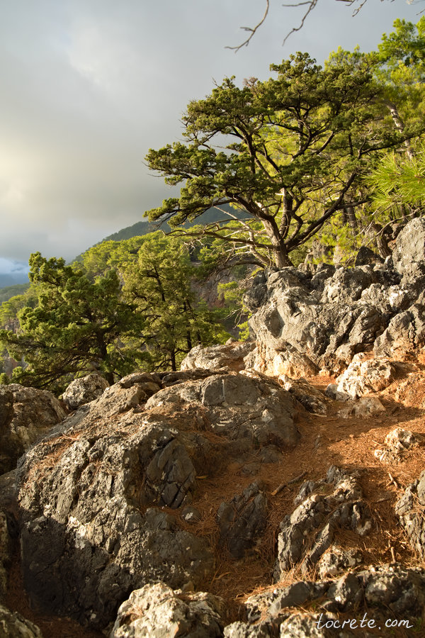 Деревья в лесу Какос Порос на юге острова Крит, в области Сфакья Деревья в лесу Какос Порос на юге острова Крит, в области Сфакья