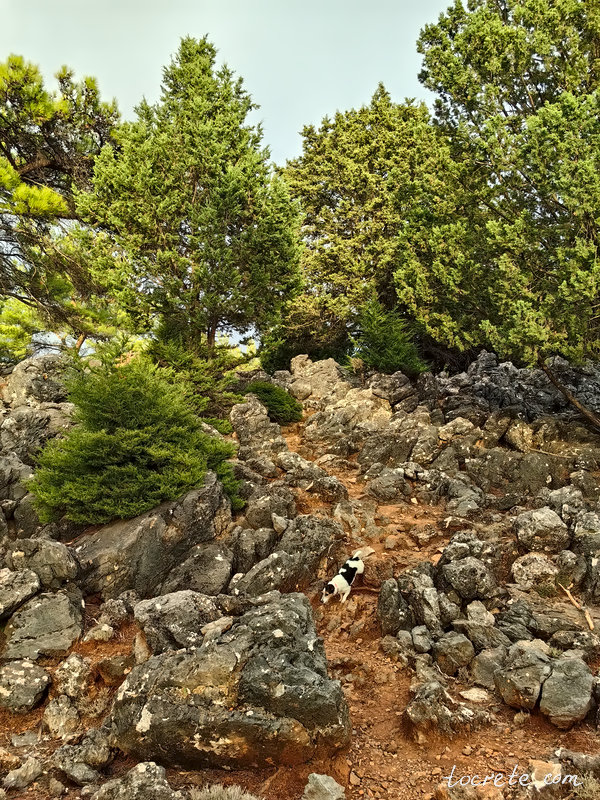 Тропа в лесу Какос Порос в Сфакье (по пути к балкону Айос Иоаннис) Тропа в лесу Какос Порос в Сфакье (по пути к балкону Айос Иоаннис)