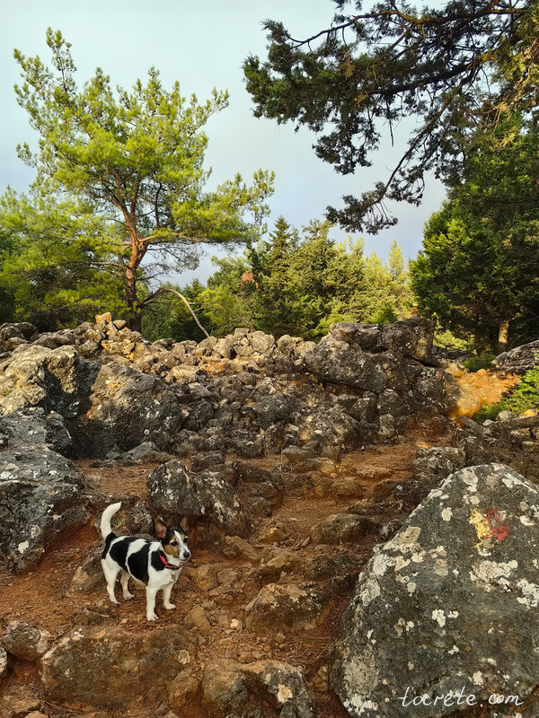 Лес Какос Порос в Сфакье (южный Крит) по дороге к балкону Агиос Яннис Лес Какос Порос в Сфакье (южный Крит) по дороге к балкону Агиос Яннис