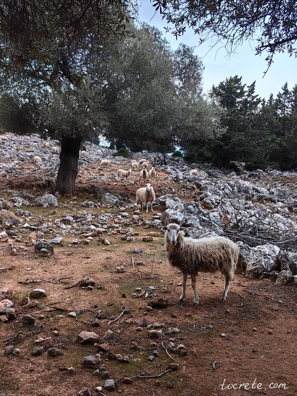Ближе к деревне Агиос Иоаннис в лесу Какос Порос встретили отару овец Ближе к деревне Агиос Иоаннис в лесу Какос Порос встретили отару овец