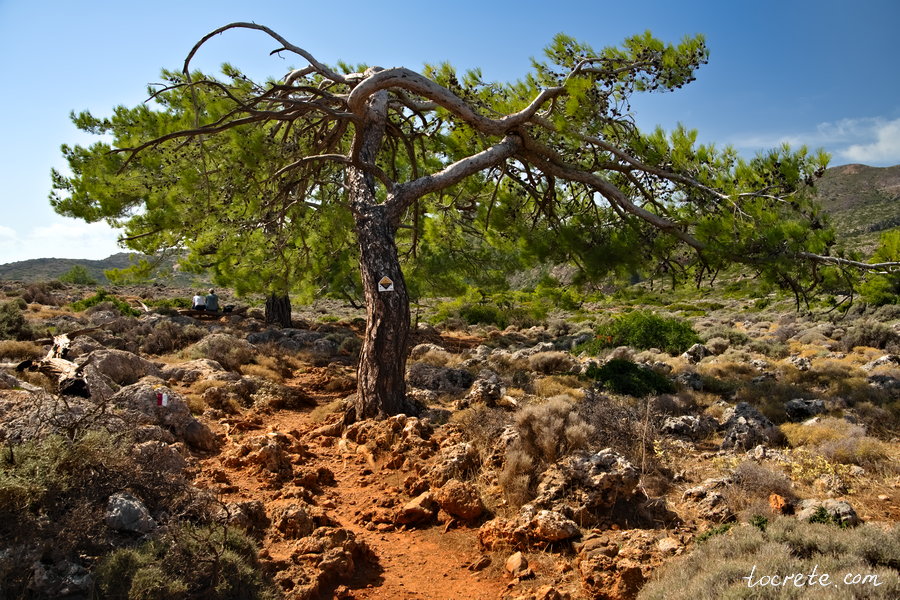 Древний Лиссос: почему мы вернулись сюда трижды и что археологи нашли в 2022