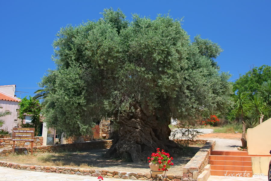 Старейшее оливковое дерево в Ано Вувес