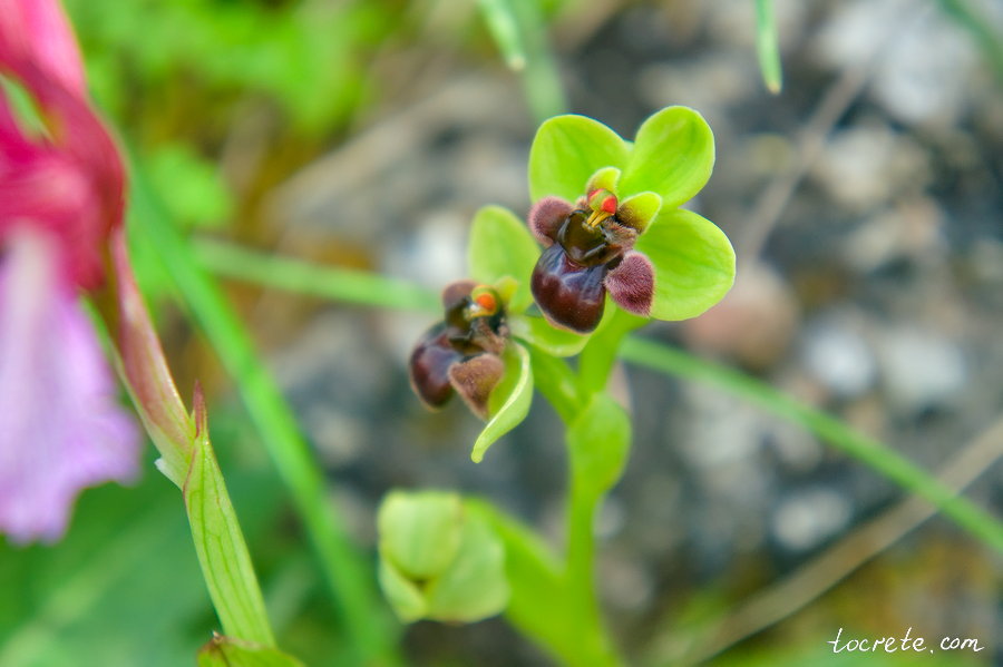 Офрис – многолетнее растение семейства орхидных
