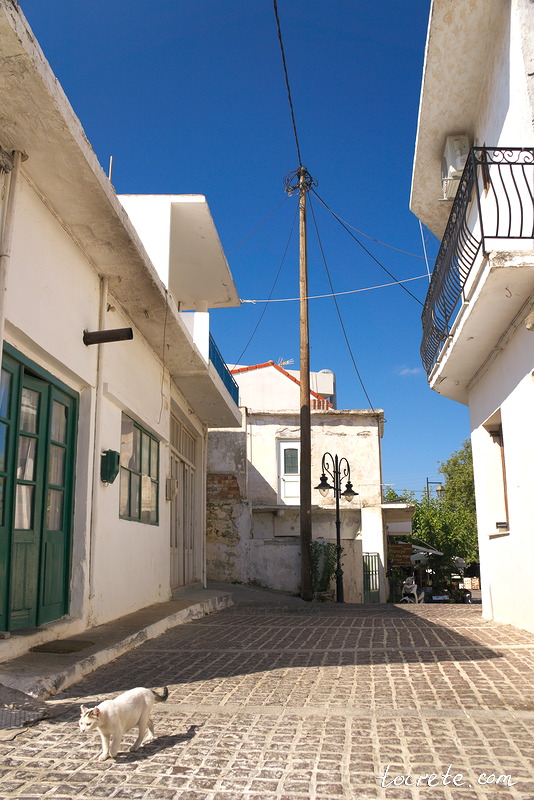 Критские кошки в деревне Мохос