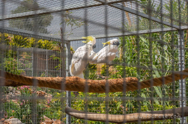 Попугаи в Amazonas Park