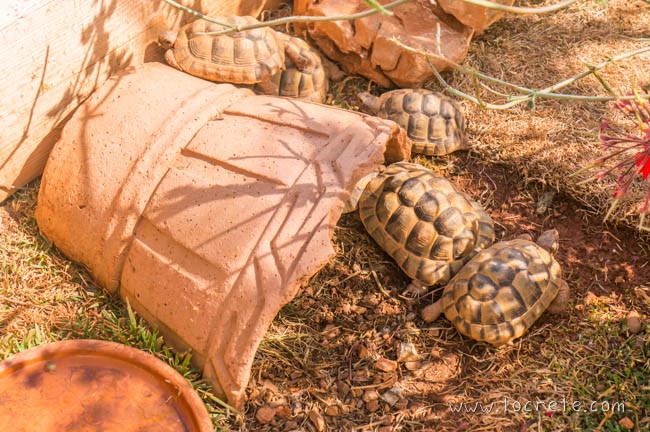 Черепахи в Amazonas Park на о. Крит