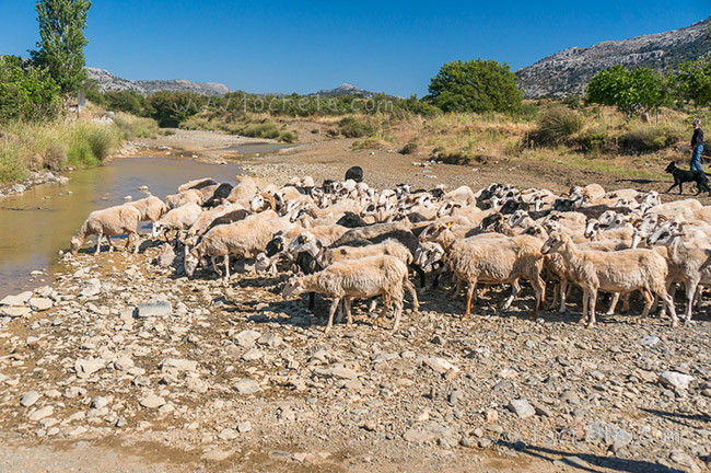 Стадо овец на плато Катаро. Крит