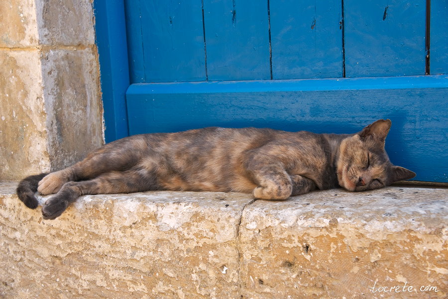 Критские коты и кошки