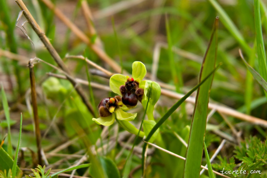 Офрис бомбилифлора (Ophrys bombyliflora)