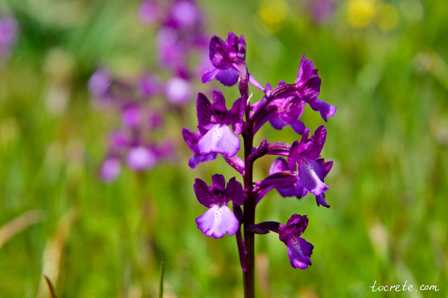 Орхидея Бори (Orchis boryi)