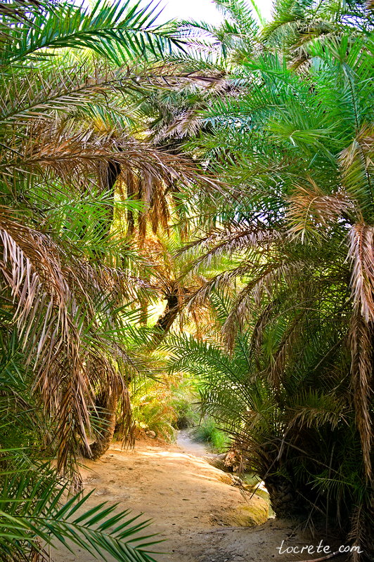 Пальмовый лес и пляж Превели (Preveli forest and beach)