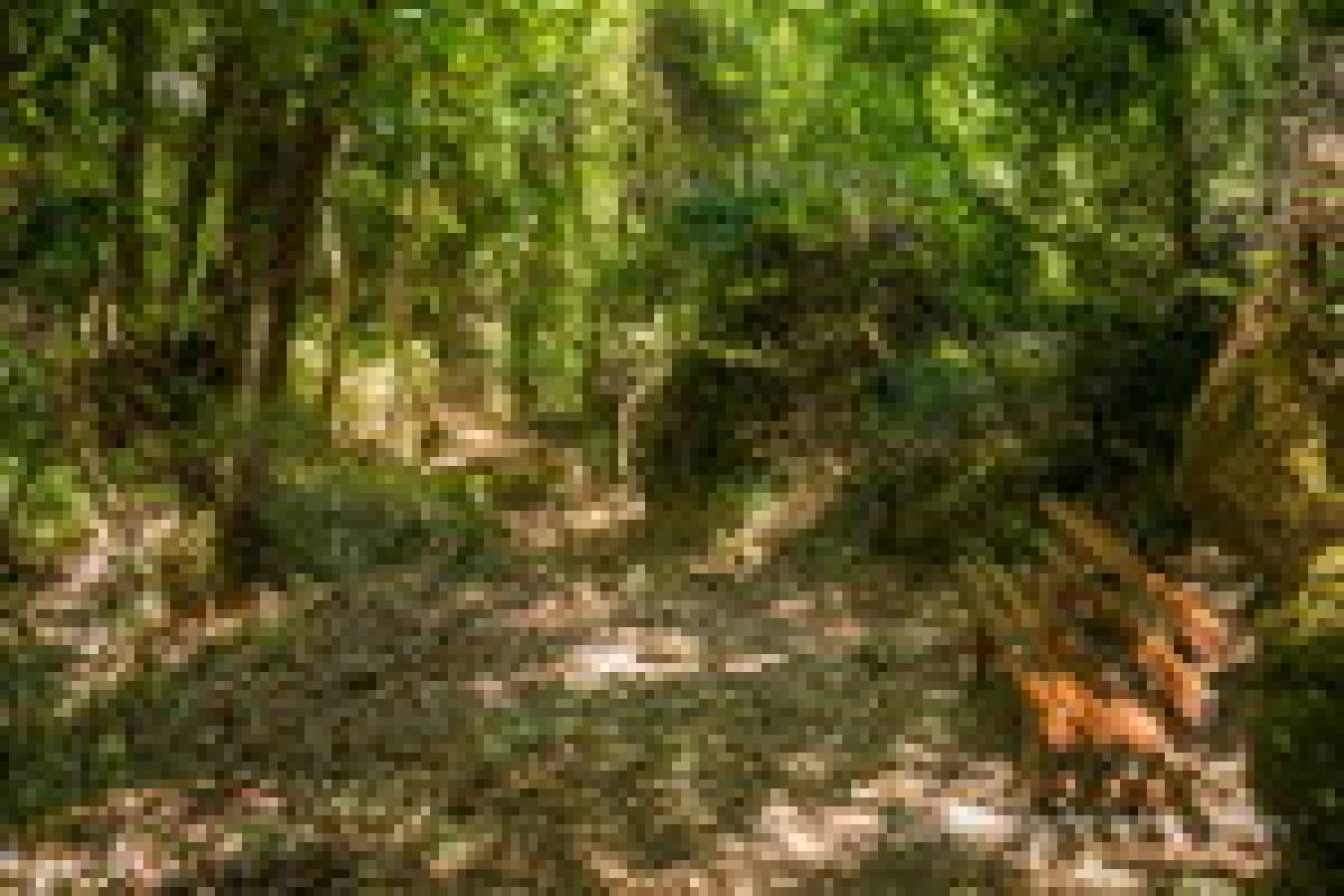 Ущелье Борьяна (Карану)