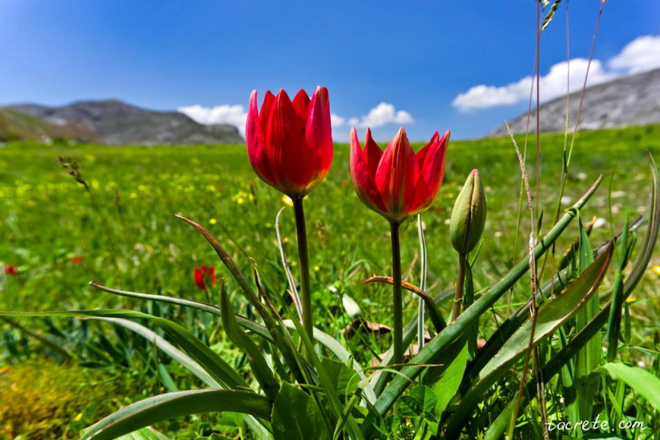 Плато Гиус Камбос 