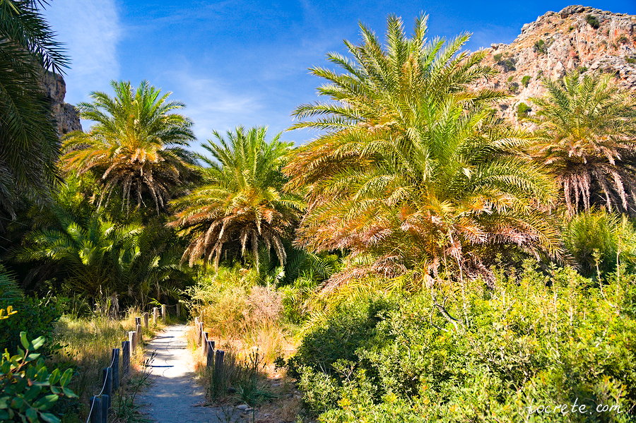 Пальмовый лес и пляж Превели (Preveli forest and beach)