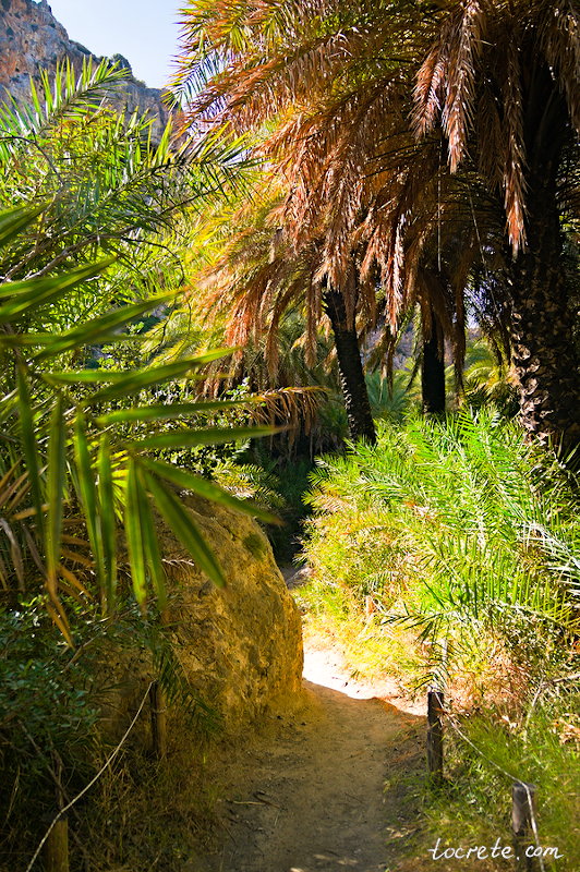 Пальмовый лес и пляж Превели (Preveli forest and beach)