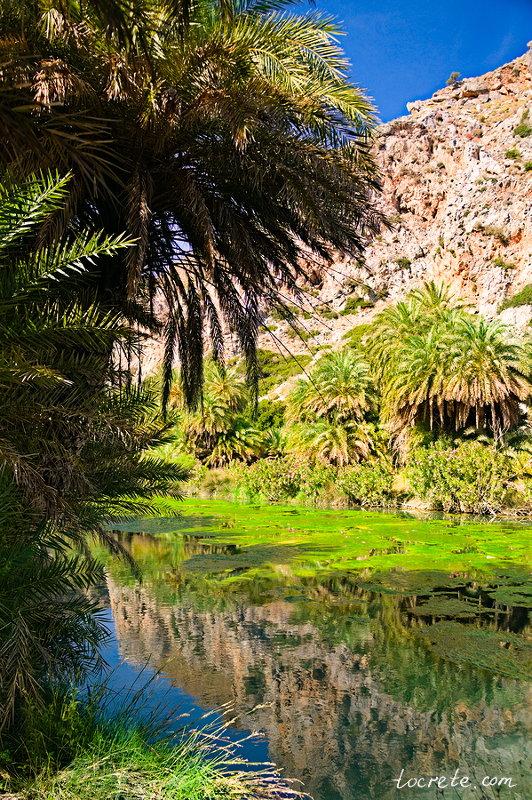 Пальмовый лес и пляж Превели (Preveli forest and beach)