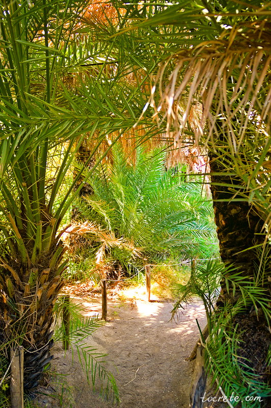 Пальмовый лес и пляж Превели (Preveli forest and beach)