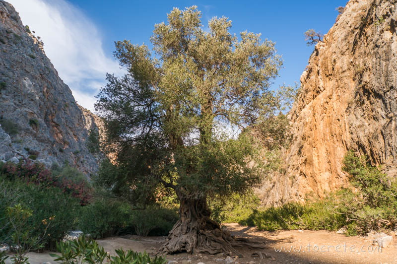 Ущелье Агиофаранго (Αγιοφάραγγο, Agiofarango) Ущелье Агиофаранго (Αγιοφάραγγο, Agiofarango)