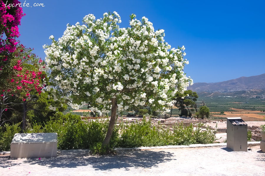 Фестский дворец (Phaistos Palace)