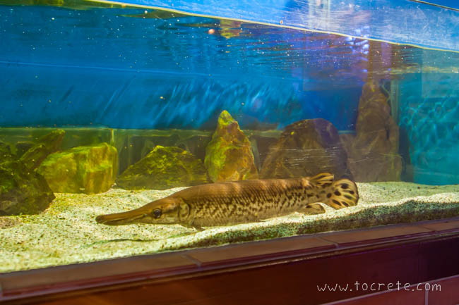 Аквариум и центр спасения рептилий Aquaworld на Крите. Херсониссос