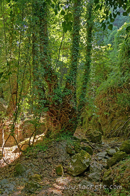 Ущелье Борьяна (Карану) | Boriana Gorge (Karanu Gorge) Ущелье Борьяна (Карану) | Boriana Gorge (Karanu Gorge)