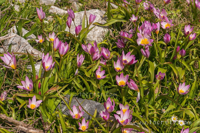 Tulipa Bakeri