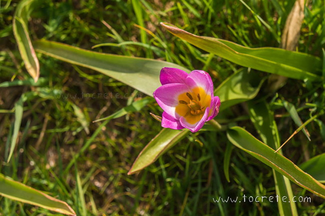 Tulipa Saxatilis