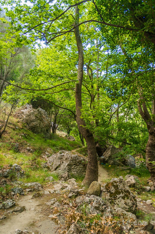Ущелье Патсос (Patsos Gorge, Φαράγγι Πατσού)