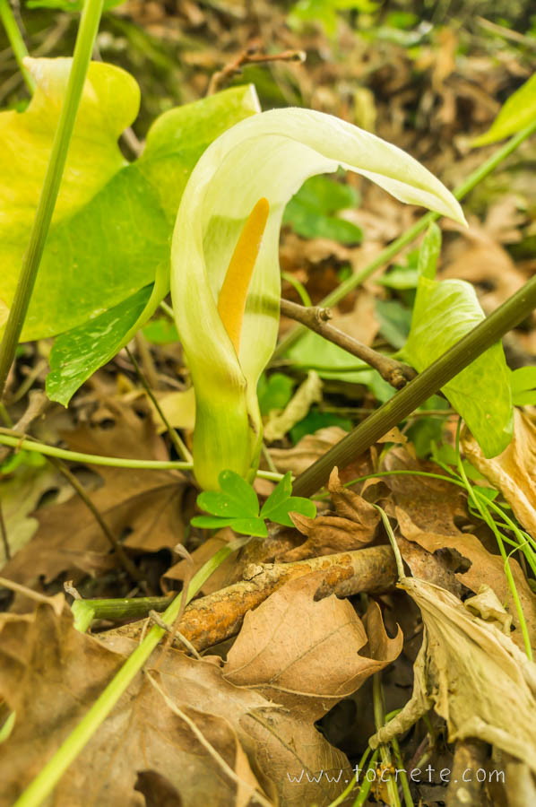 Arum Creticum в ущелье Коллита Arum Creticum в ущелье Коллита