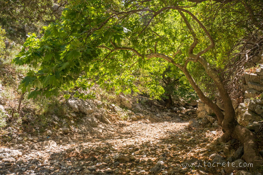 Ущелье Коллита (Φαράγγι Κολλητά, Kollita Gorge) Ущелье Коллита (Φαράγγι Κολλητά, Kollita Gorge)