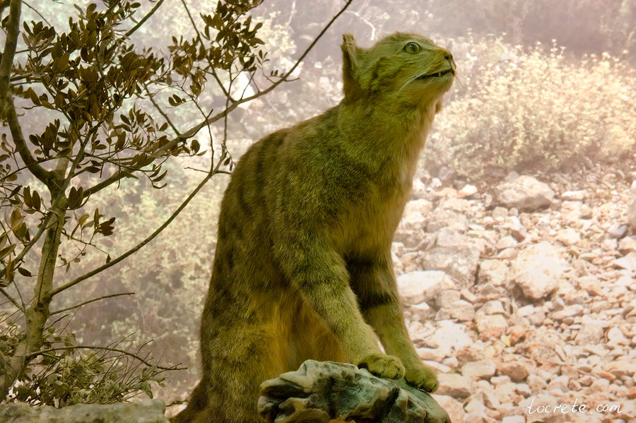 Критская дикая кошка (Felis silvestris cretensis) Критская дикая кошка (Felis silvestris cretensis)