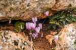 Цикламен греческий или Cyclamen graecum