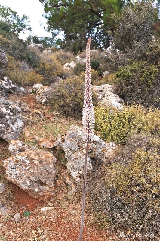 Морской лук (Σκυλοκρέμμυδο, Askeletoura)