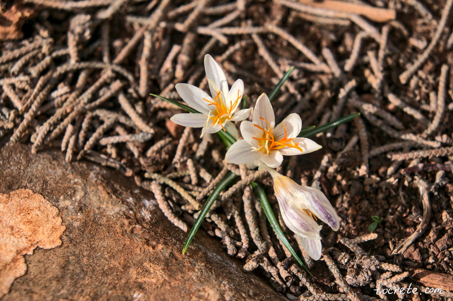 Крокус Бори (Crocus boryi) Крокус Бори (Crocus boryi)