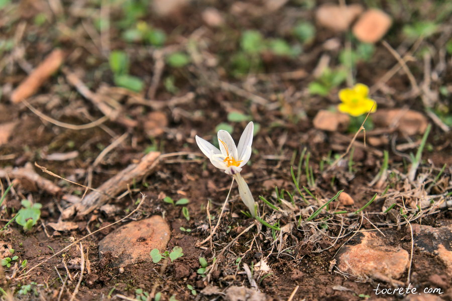 Крокус Бори (Crocus boryi) Крокус Бори (Crocus boryi)