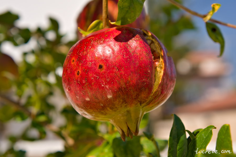 Гранат (Το ρόδι, Punica granatum) Гранат (Το ρόδι, Punica granatum)
