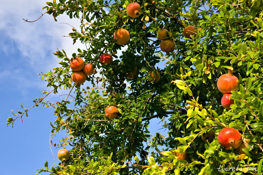 Гранат (Το ρόδι, Punica granatum) Гранат (Το ρόδι, Punica granatum)